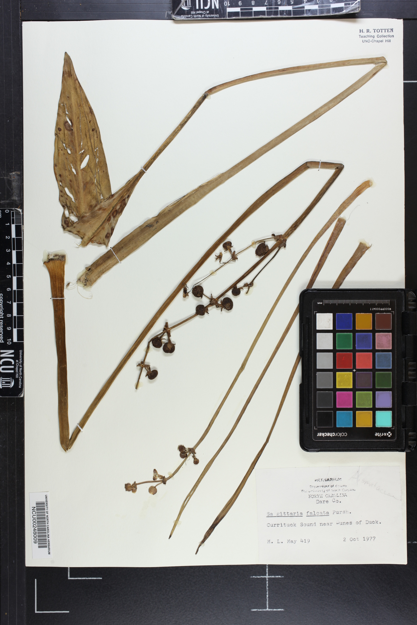 Sagittaria falcata image