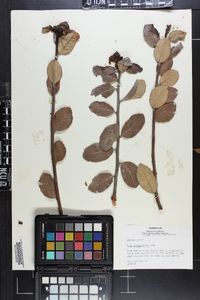 Rhus integrifolia image