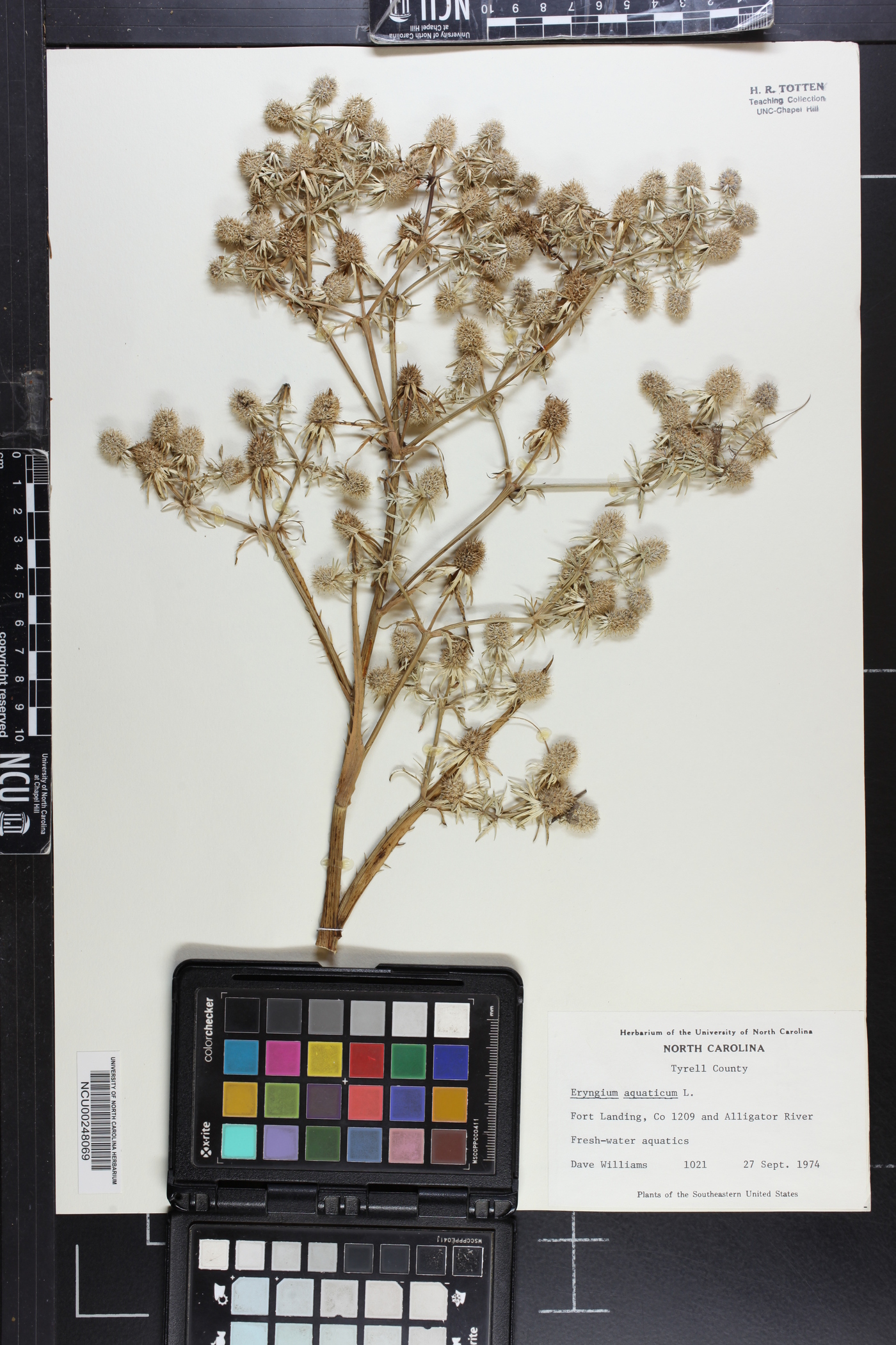 Eryngium aquaticum image