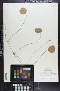 Hydrocotyle prolifera image