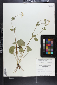 Zizia aptera image