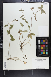 Vinca minor image