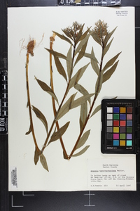 Amsonia tabernaemontana image