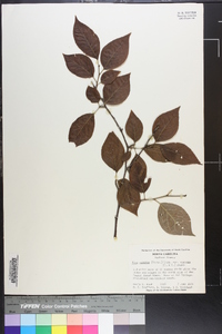 Ilex ambigua image