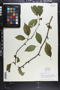 Ilex ambigua image