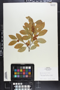 Ilex amelanchier image