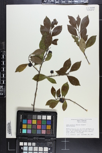 Ilex coriacea image