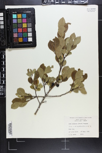 Ilex coriacea image