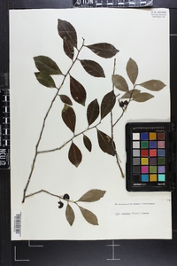 Ilex coriacea image