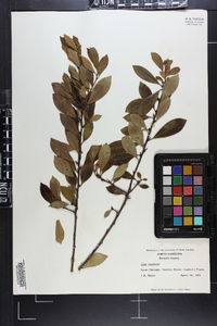 Ilex coriacea image