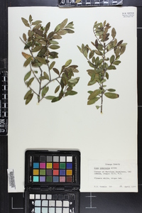 Ilex vomitoria image