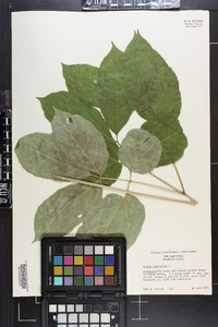 Aralia nudicaulis image