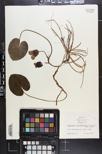 Hexastylis shuttleworthii image