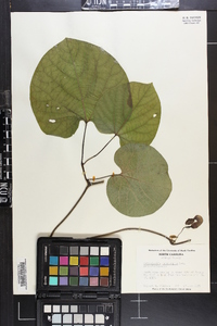 Aristolochia macrophylla image