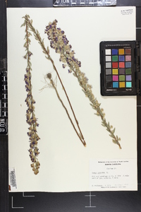 Aster concolor image