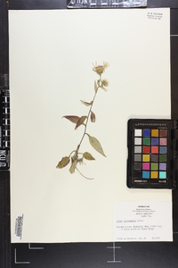 Aster spectabilis image