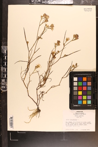 Aster tenuifolius image