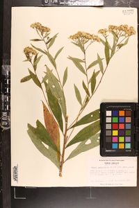 Sericocarpus tortifolius image