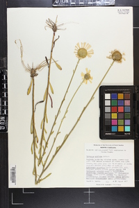 Balduina uniflora image