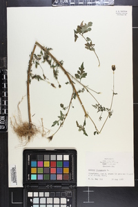 Bidens bipinnata image