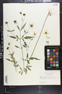 Bidens aristosa image