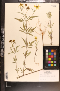 Bidens polylepis image