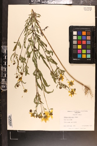 Bidens polylepis image