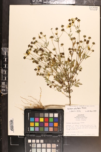 Bidens polylepis image