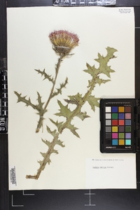 Cirsium pumilum image