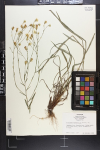 Chrysopsis graminifolia image