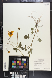 Coreopsis auriculata image