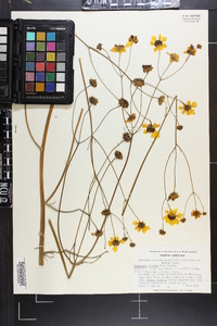 Coreopsis falcata image