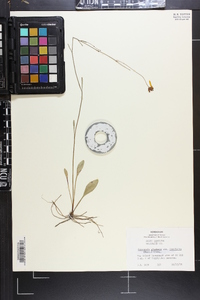 Coreopsis gladiata var. linifolia image