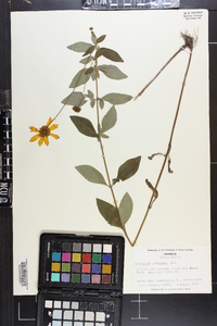 Coreopsis pubescens image