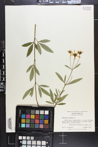 Coreopsis tripteris image