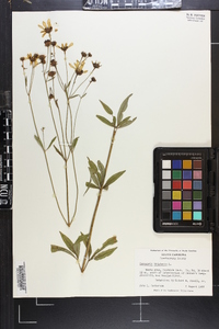 Coreopsis tripteris image