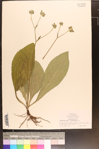 Elephantopus tomentosus image