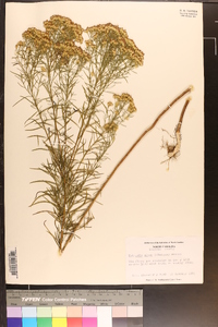 Euthamia caroliniana image