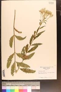Eupatorium album image