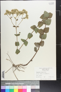 Eupatorium pilosum image