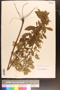 Eupatorium semiserratum image