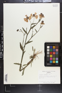 Helenium flexuosum image