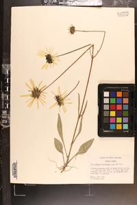 Helianthus heterophyllus image