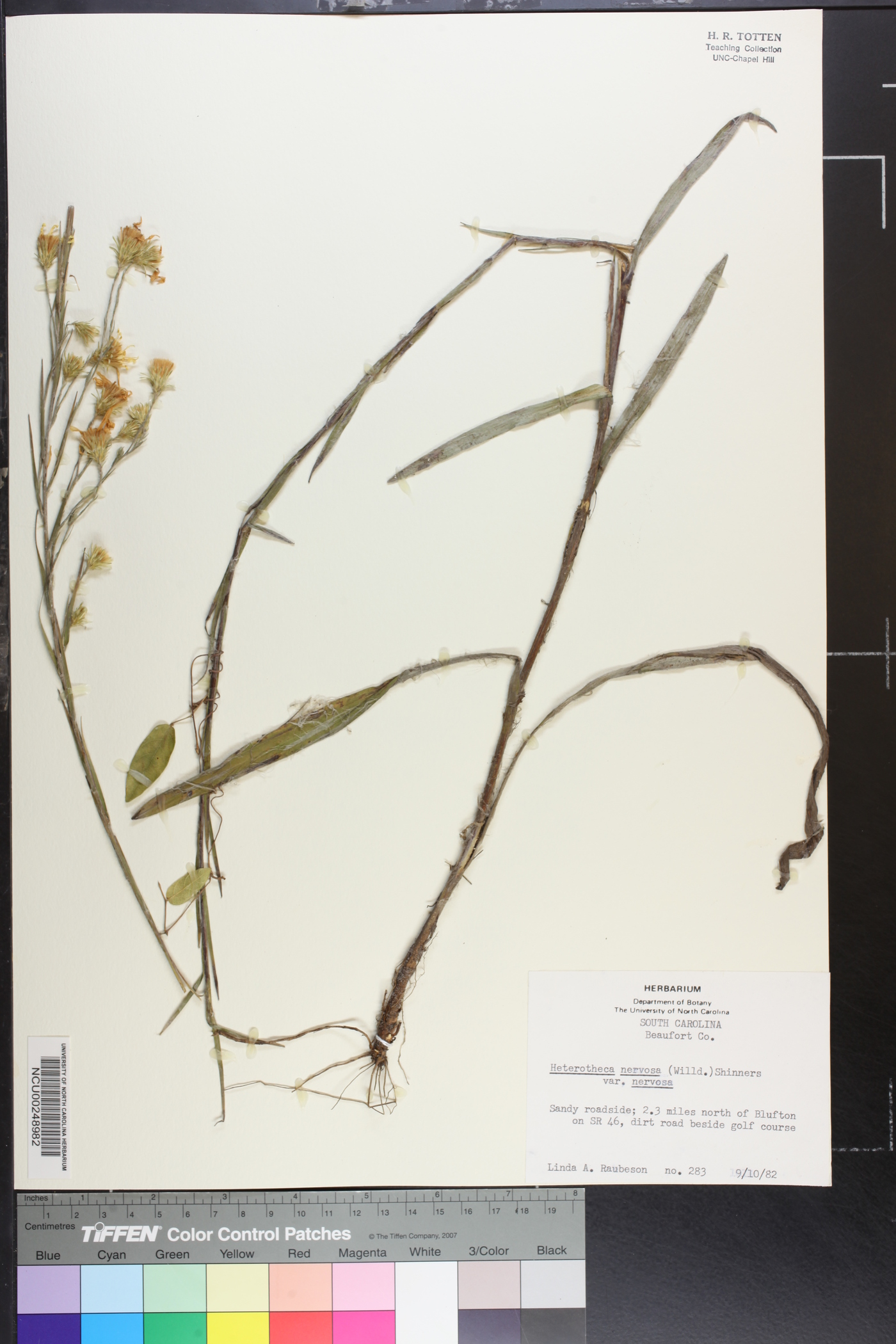 Heterotheca nervosa var. nervosa image