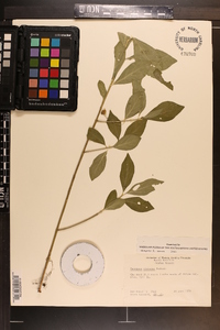 Euonymus obovatus image