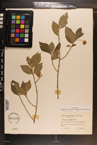 Euonymus obovatus image