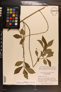 Euonymus obovatus image