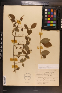 Euonymus obovatus image