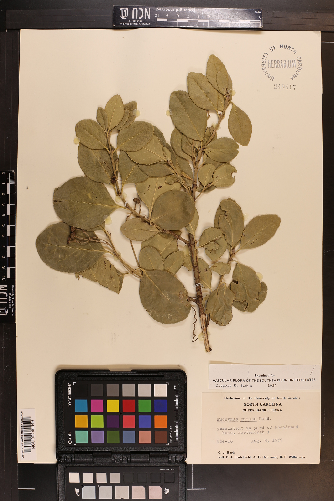 Euonymus kiautschovicus image