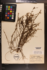 Ceanothus microphyllus image